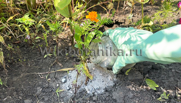 Как правильно использовать золу в саду и огороде