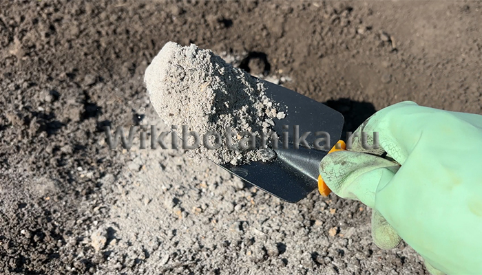 Как правильно вносить золу