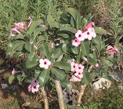 adenium-boehmianum