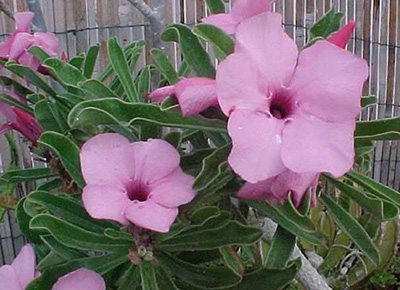 adenium-swazicum