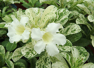 adenium-variegated