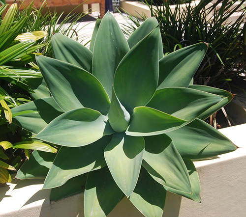 agave-attenuata