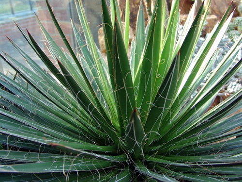 agave-filifera