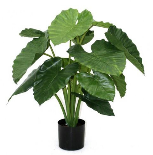 alocasia-calidora