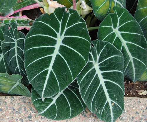 alocasia-reginula