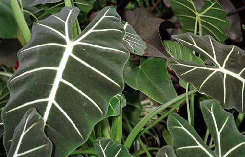 alocasia-sanderiana