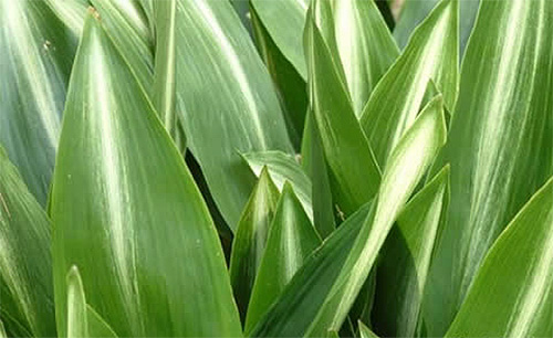 aspidistra-2