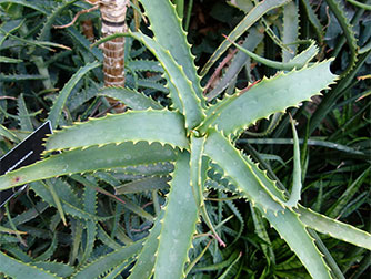 Пересадка и размножение алоэ