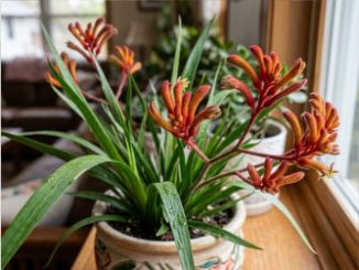 Анигозантос