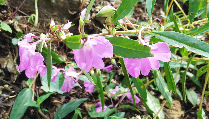 Бальзамин-недотрога