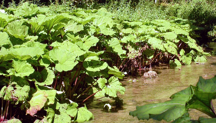 Белокопытник