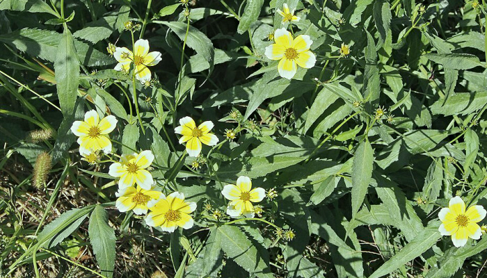 Череда-биденс