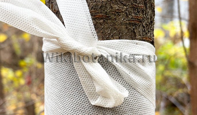 Бинтование деревьев