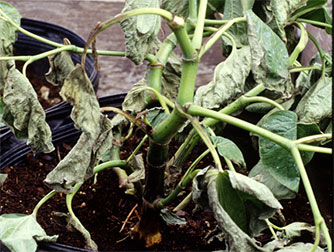 Черная ножка