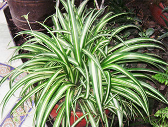 Хлорофитум