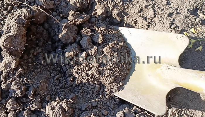 Что такое кислотность почвы