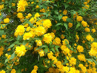 Цветущие кустарники