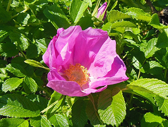 Цветы, которые нельзя сажать на участке