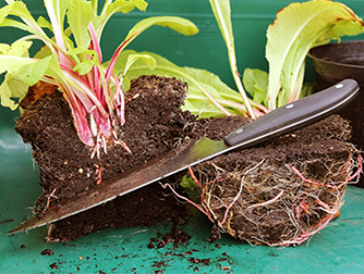 Деление растений