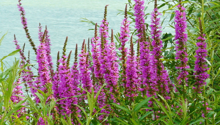 Дербенник иволистный