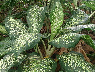 Диффенбахия