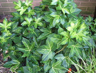 Фатсхедера