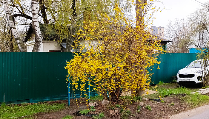Кустарник форзиция