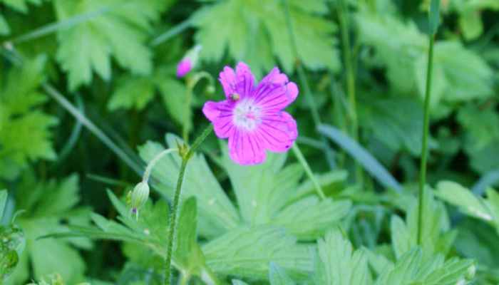 Герань болотная