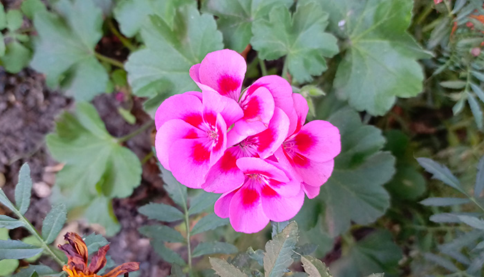 Герань пеларгония как цветет