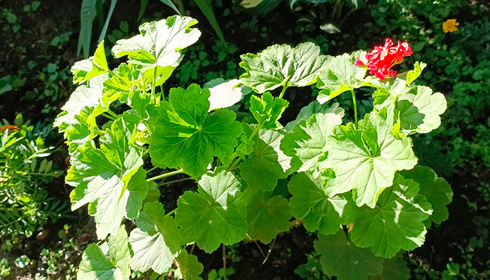 Герань на клумбе