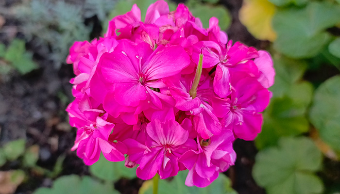 Герань розовая цветение