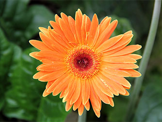 Гербера комнатная