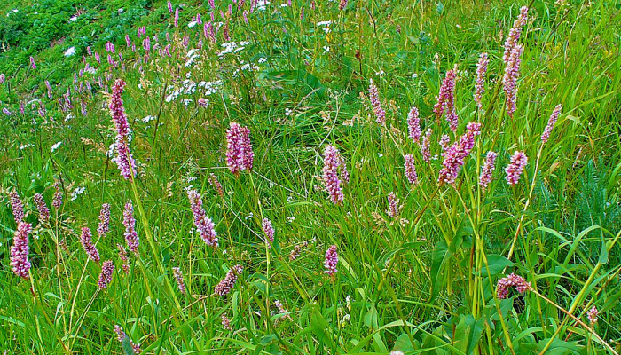 Горец змеиный