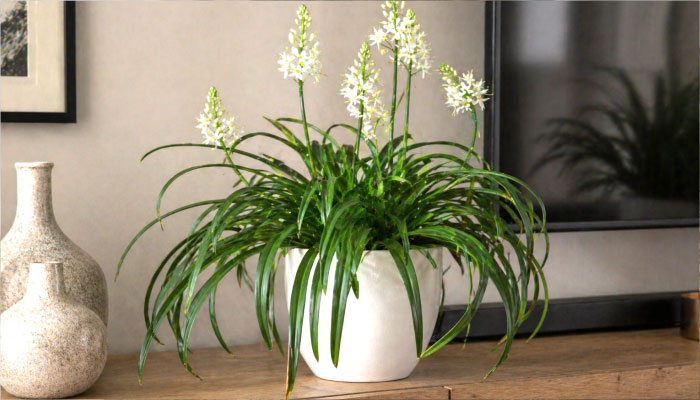 Индийский лук