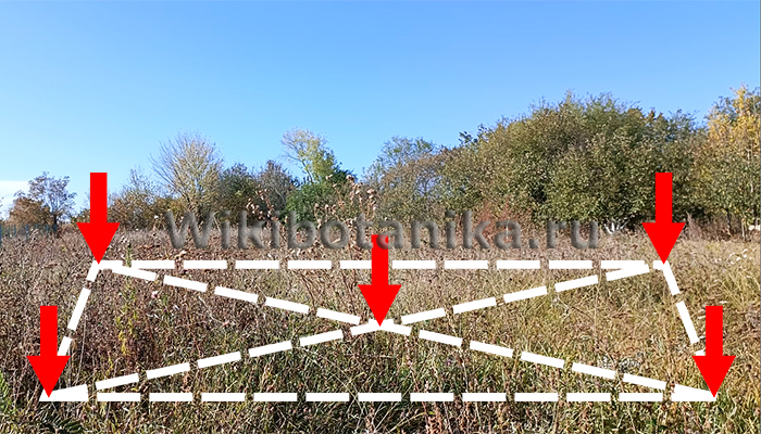 Схема как правильно собрать почву для определения кислотности