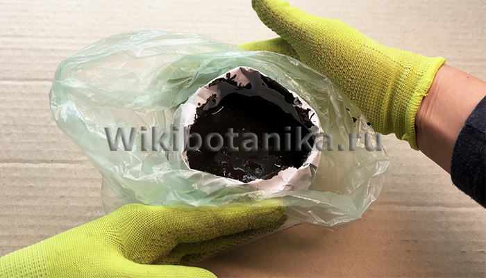 Рассада томатов без хлопот