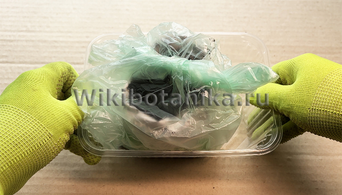 Как высадить томаты на рассаду без усилий