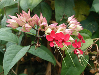 Клеродендрум