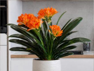 Кливия