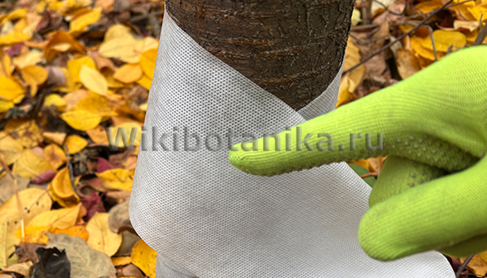 Когда обматывать деревья садовым бинтом