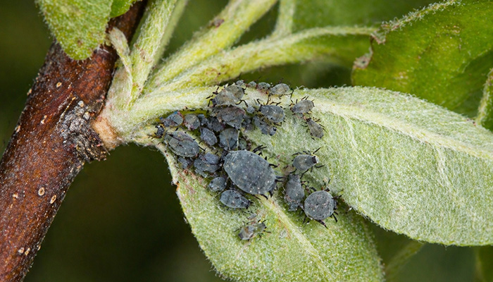 Красногалловая серая тля на яблоне