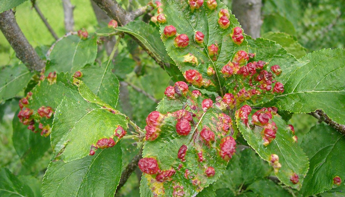 Красногалловая серая тля на яблоне