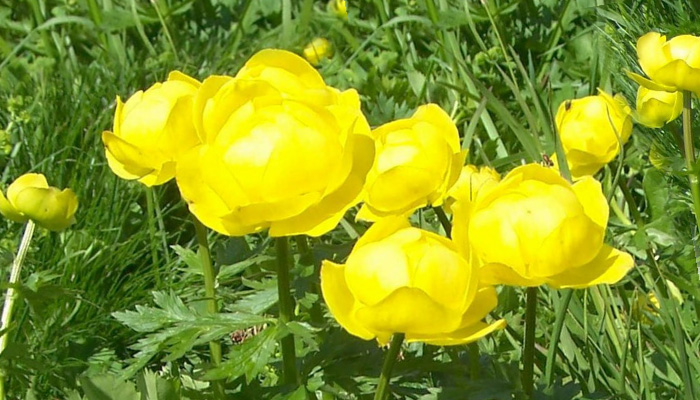 Купальница