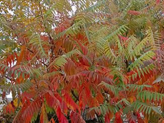 Кустарники-агрессоры