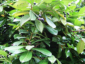 Лавровишня