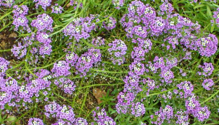 Лобулярия-алиссум