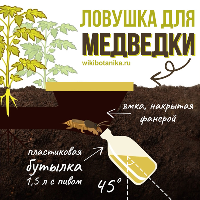 Ловушка для медведки в огороде