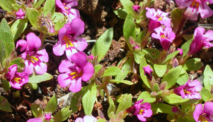 Мимулюс-губастик