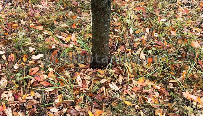 Минусы осенней перекопки приствольных кругов