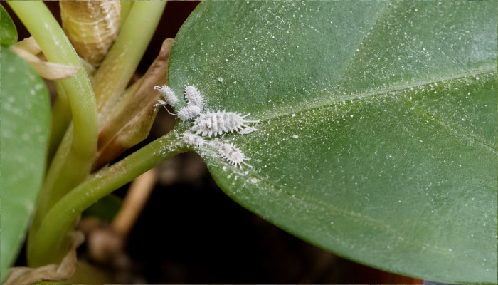 Мучнистый червец как выглядит